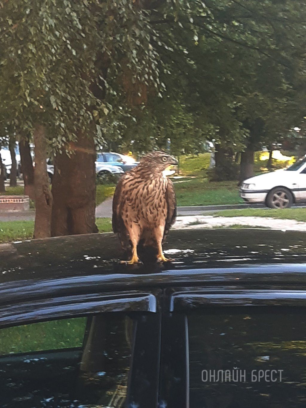 Читатель: Посмотрите, какого красавца увидел сегодня на Гоголя в Бресте