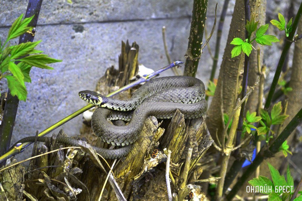 Читатель: Ужики проснулись. Фотографии сделаны возле Брестской крепости