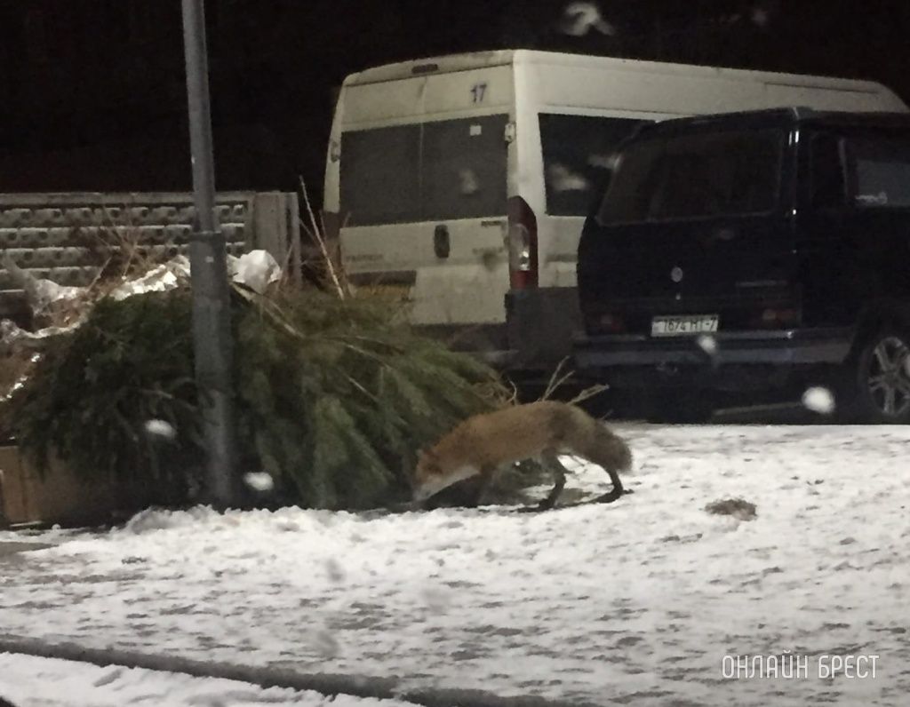 Читатель: В Бресте приводят в порядок или устраняют опасные деревья
