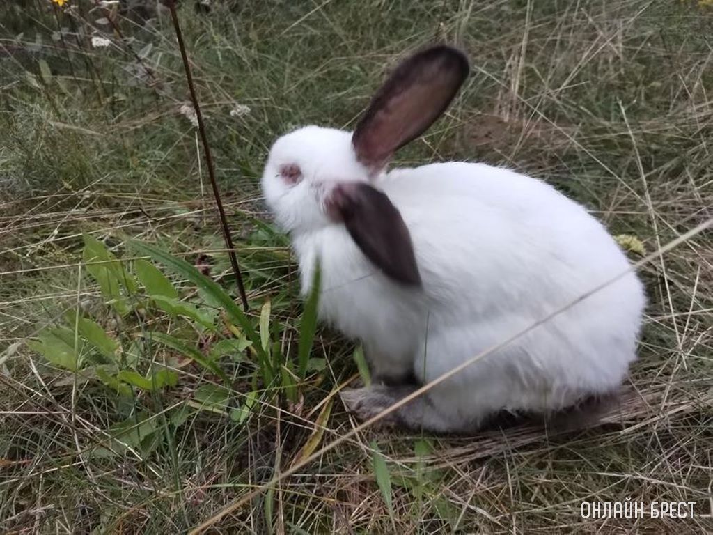 В Бресте в районе парке воинов-интернационалистов, кто-то оставил 2-ух кроликов. Или это не кролики?