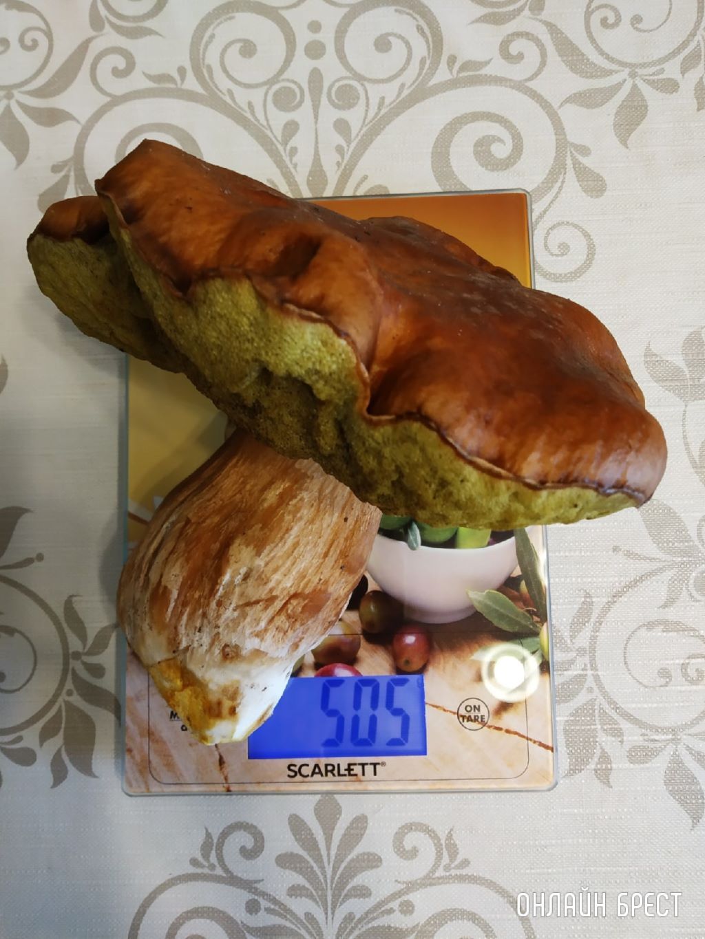 Посмотрите, какой огромный гриб мы нашли в Брестском районе. Старенький, но чистый