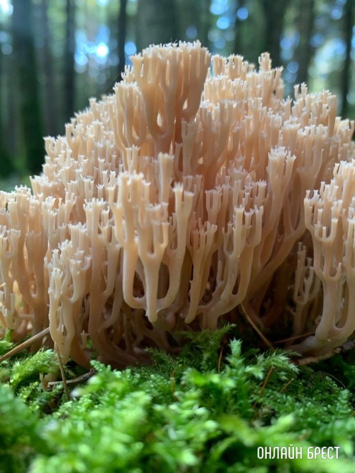 Читатель: Где вы находите грибы? Это всё, что мне попалось :)