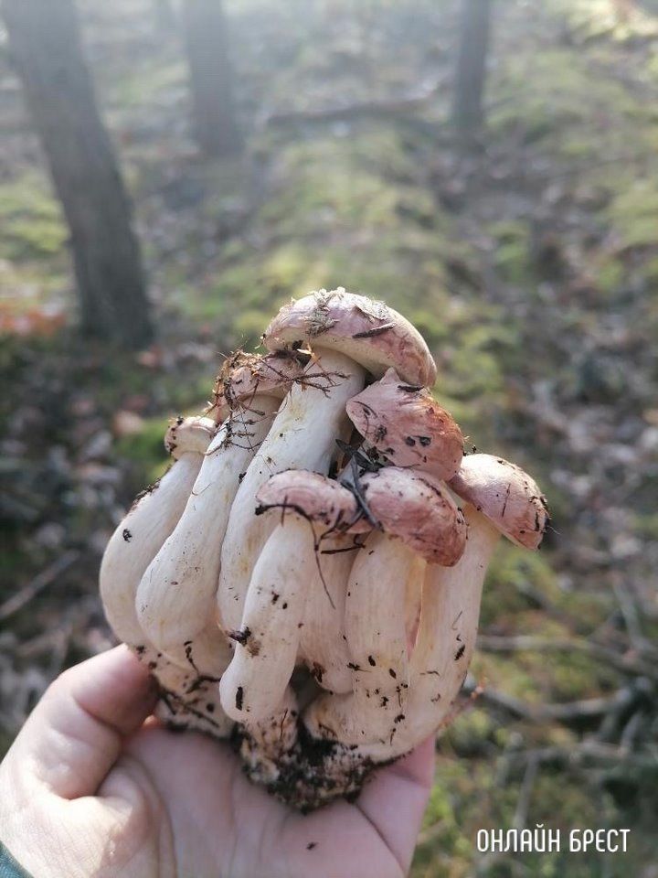 Читатель: Грибная семья :) А вы находили подобное?