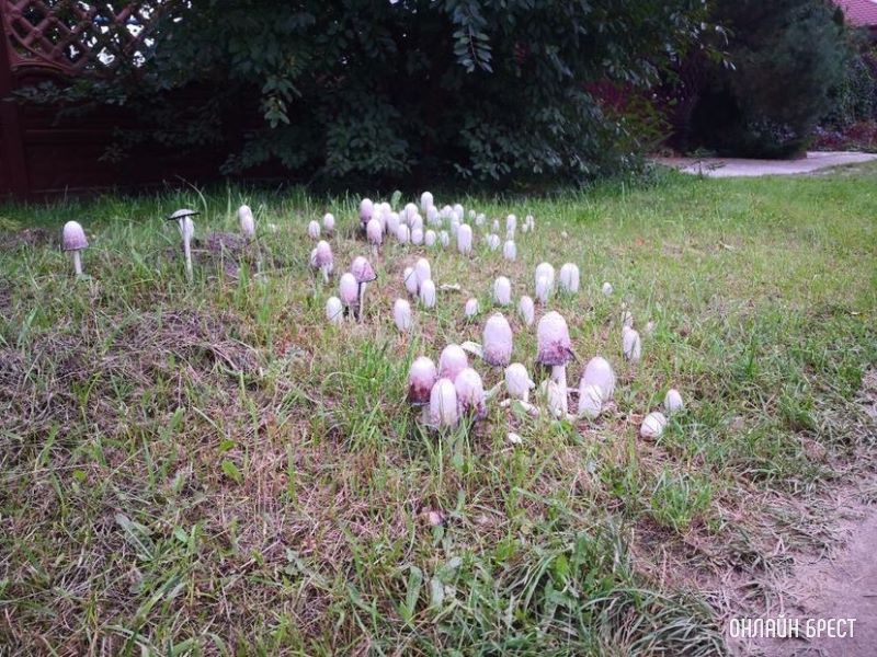 Интересная поляна грибов высыпалась на обочине возле дороги на Красном дворе. Интересно, что это за гриб?