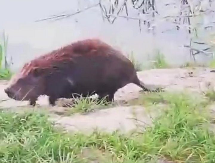 Вот таких упитанных бобров можно увидеть на гребном канале в Бресте