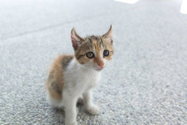 Читатель: Хотелось бы отыскать девушку, которая забрала котёнка