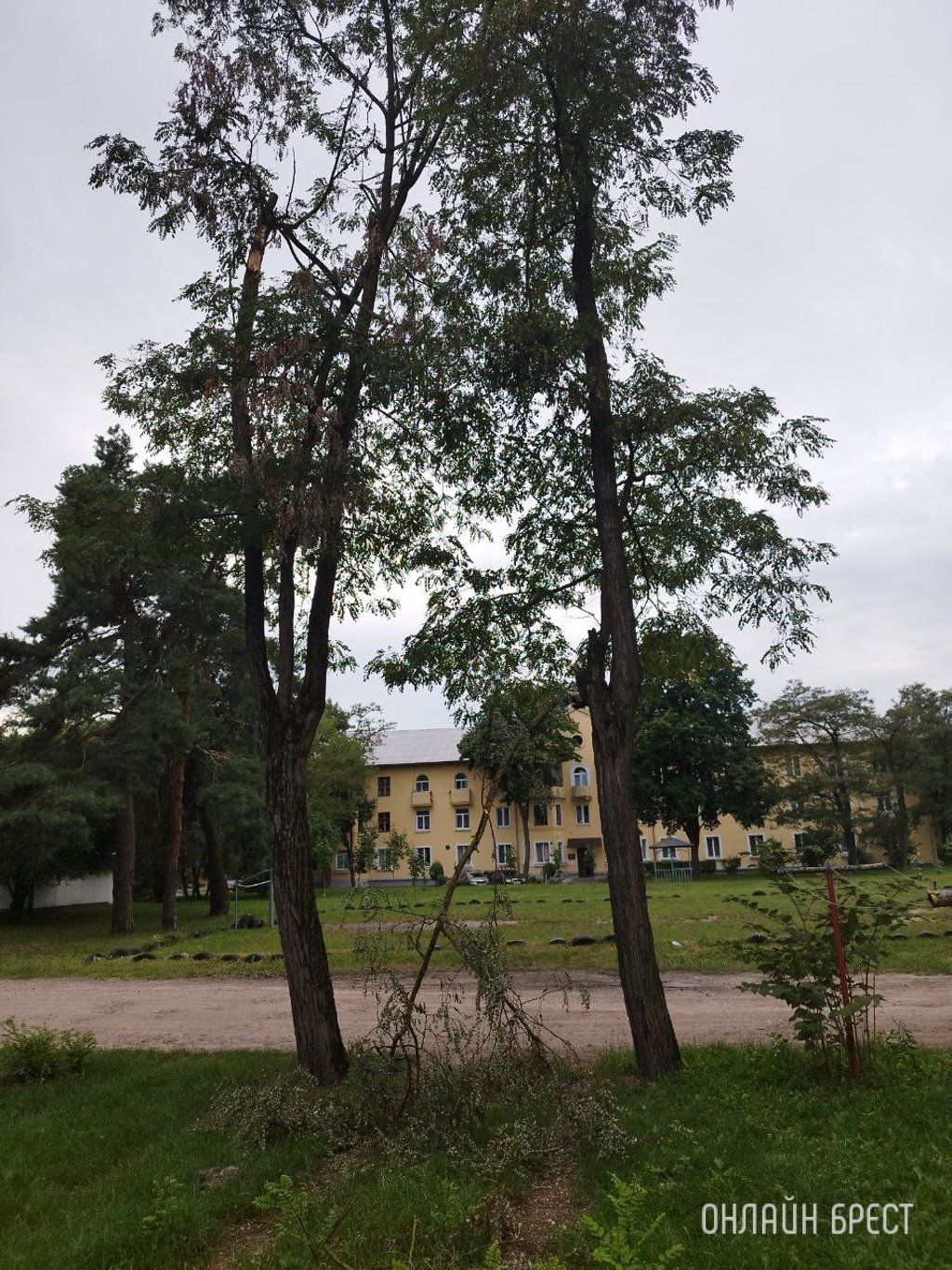 Читатель: Брест, ул.Защитников Отечества, д.1. Уже несколько дней лежит дерево и мешает прохожим