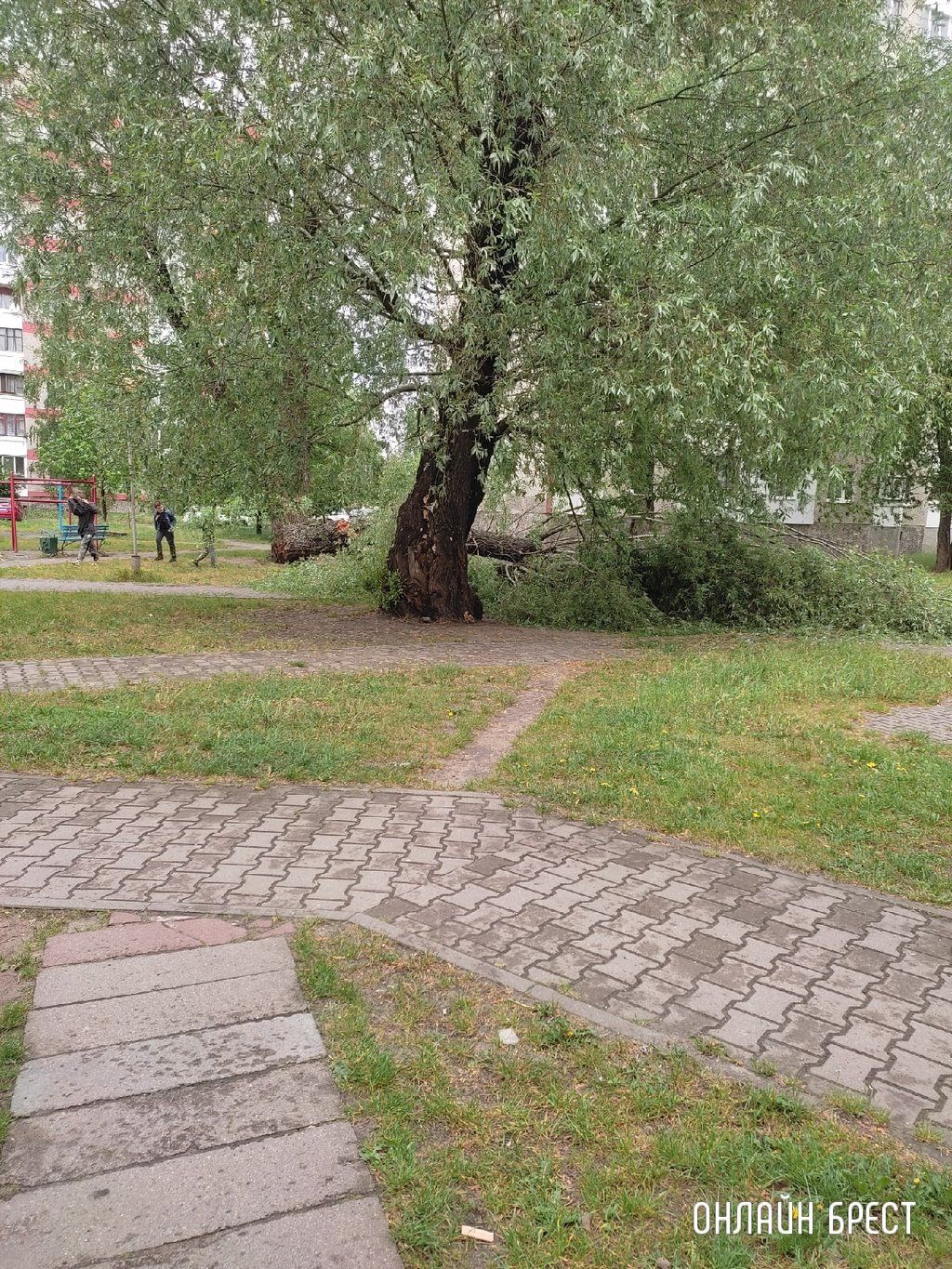 Читатель: На Суворова в Бресте упало дерево