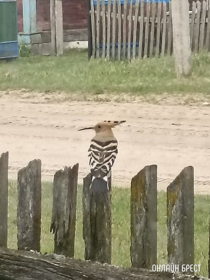 Читатель: Посмотрите, какая птица была замечена в Брестской области (Ивановский район, деревня Завоятин)