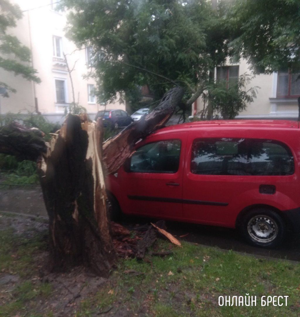 Очевидец: В Бресте дерево упало на автомобиль
