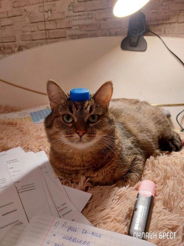 Читатель: Пропала кошка. Ситуация произошла ночью 7 июля на автодороге Минск-Брест