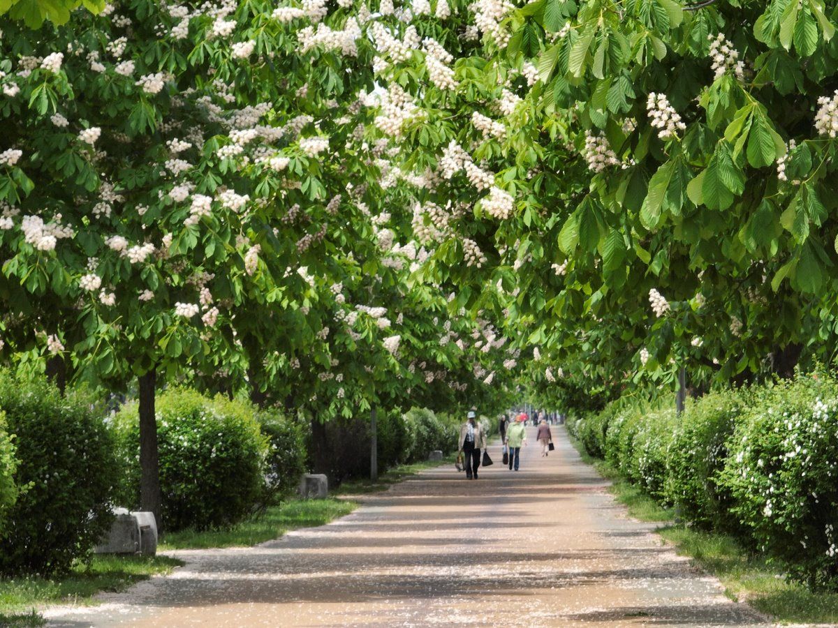 Посмотрите, как красиво цветут каштаны в Бресте