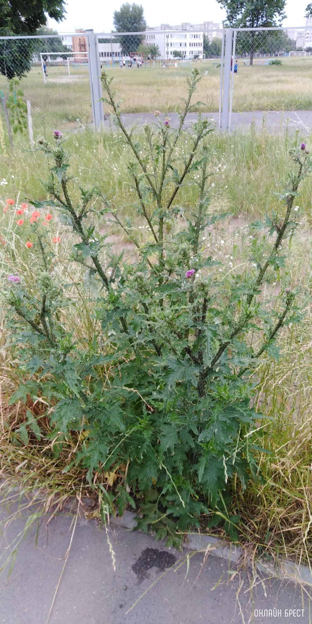 Прошу помощи в обращении внимания на небольшой, по меркам города