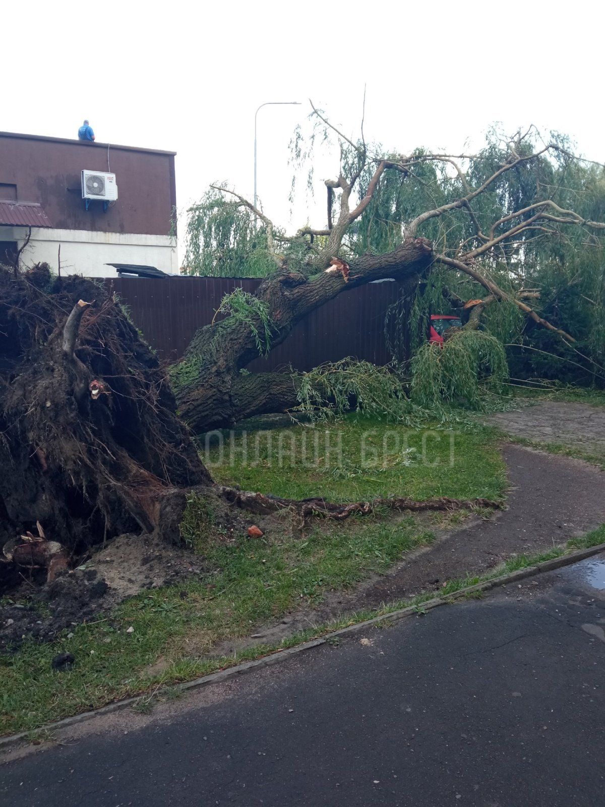 Читатель: Последствия ночной непогоды в Бресте. На ул. Куйбышева и ул. Янки Купалы деревья упали на машины
