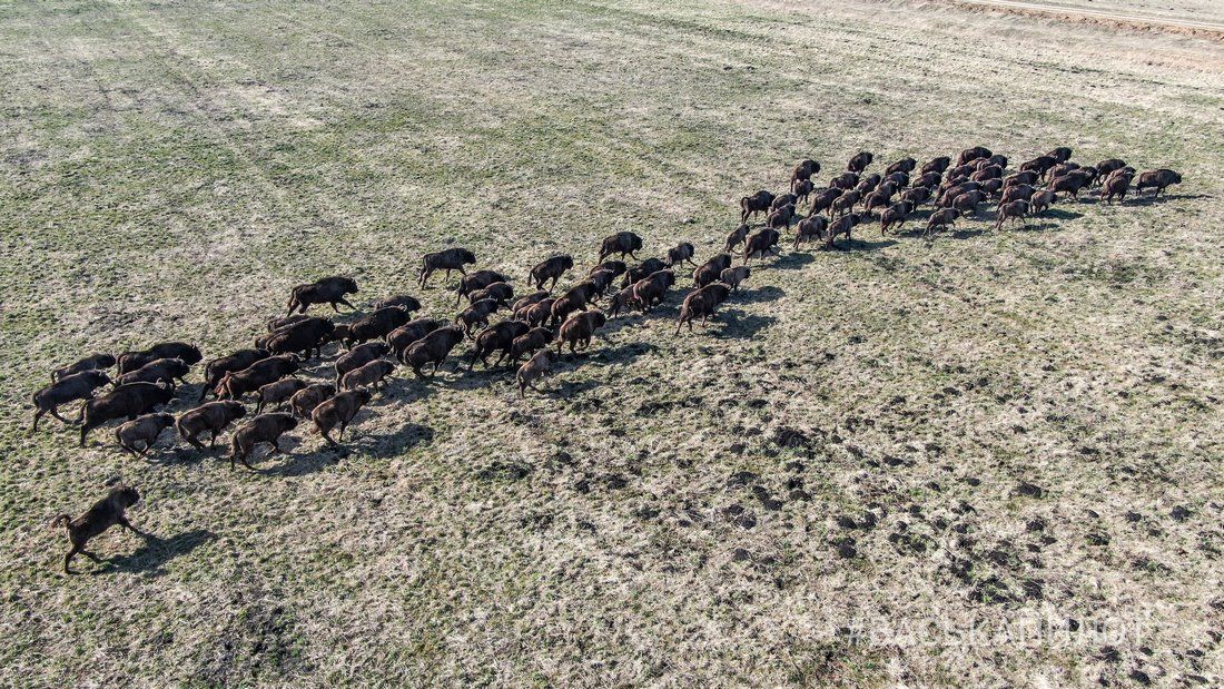 Большое стадо зубров в Беларуси попало в объектив камеры