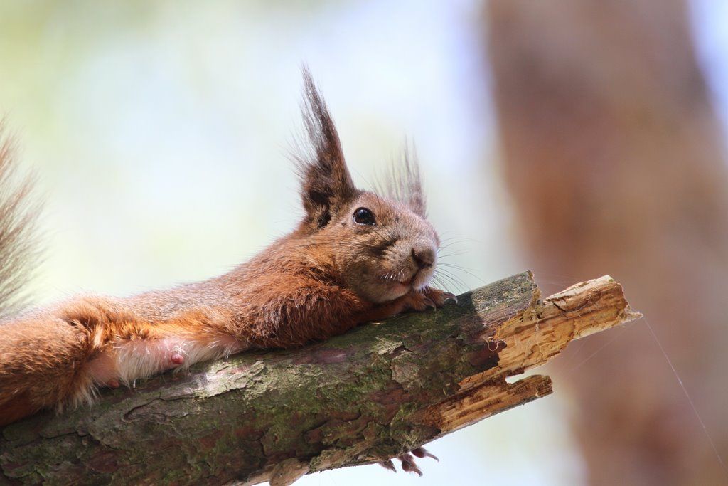 Читатель: В парке Воинов-интернационалистов много белок. Любят и выпрашивают орехи