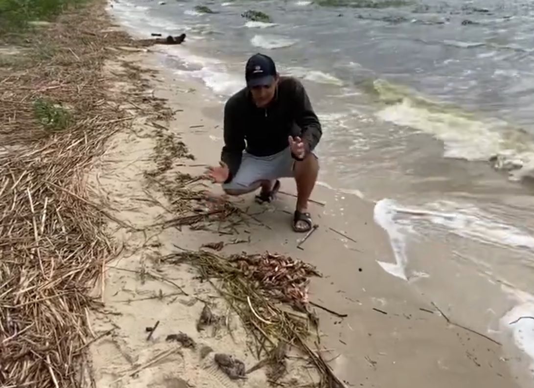 «Зрелище не для слабонервных». Рыбак показал гиблых раков на озере Селец (Брестская область)