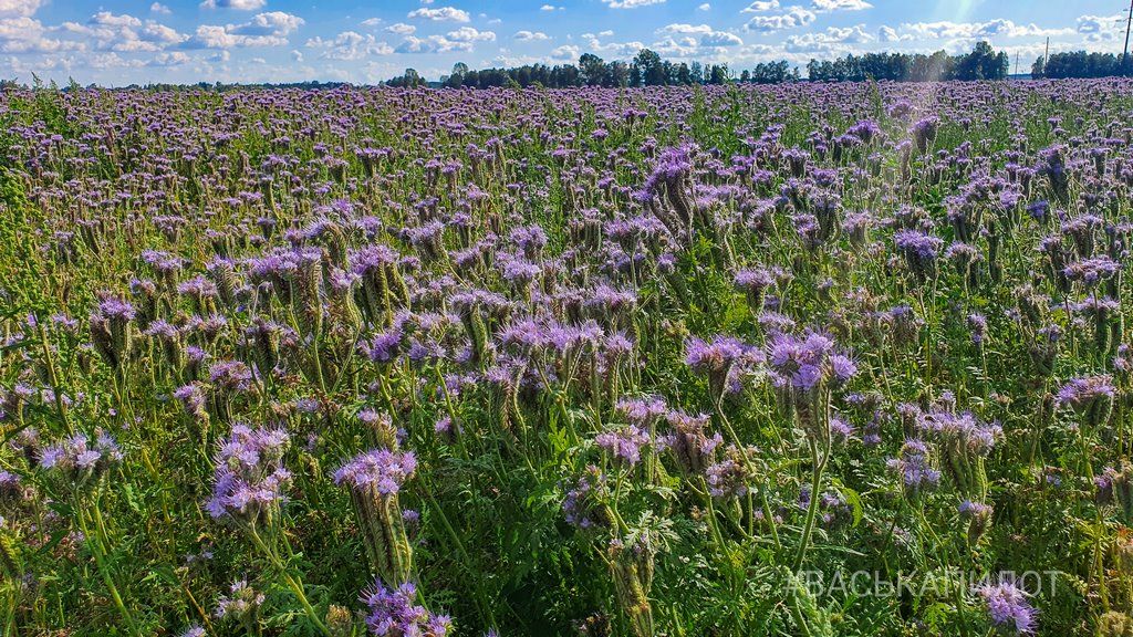 Видео снято под Брестом. Фацелия — это однолетний медонос, который дает от 300 до 600 кг меда за сезон.