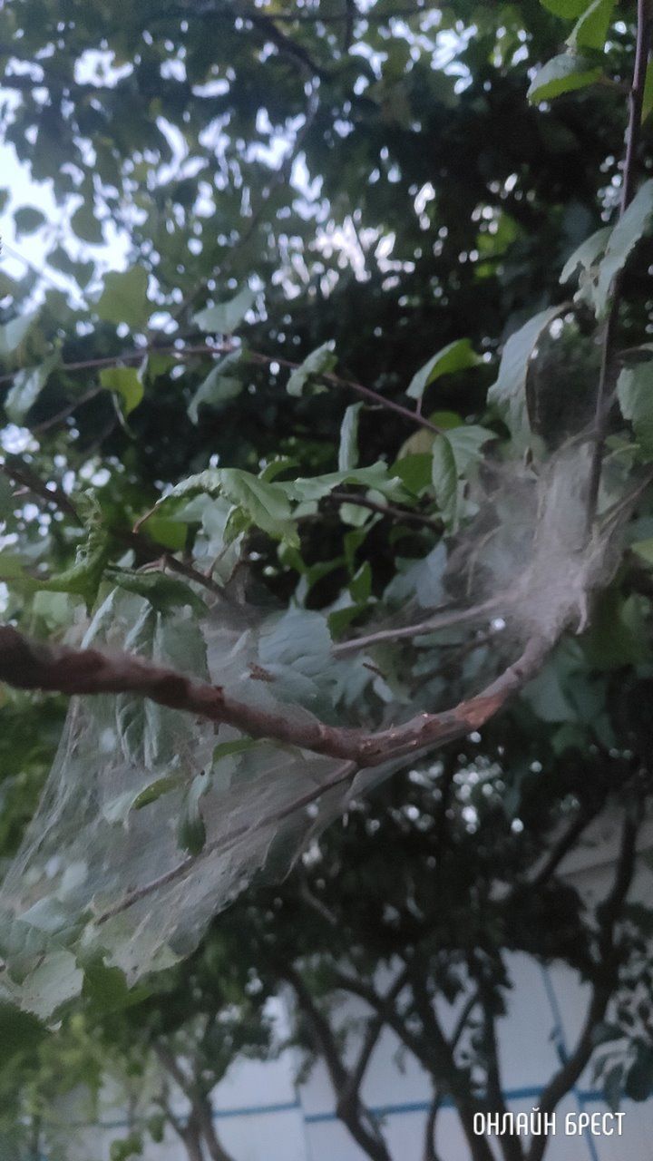 Читатель: Откуда берется эта густая паутина на деревьях?