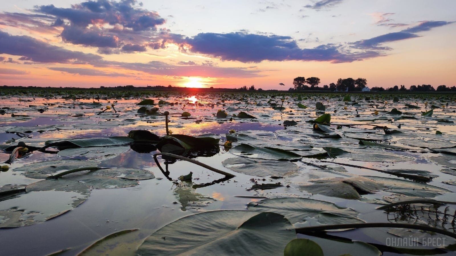 Читатель: Красота! Споровское озеро. Брестская область, Берёзовский район
