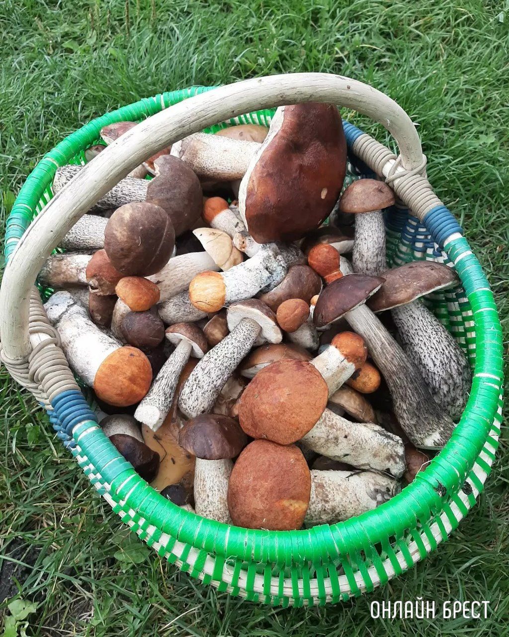 Читатель: Мой грибной «улов» за сегодня и вчера. Кобринский район, д.Лыщики