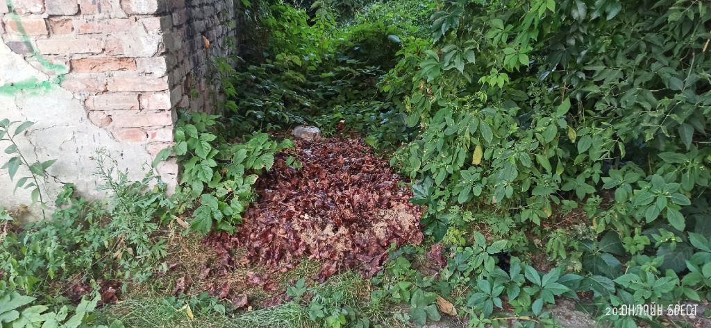 Гаражи на Генерала Попова в Бресте. Куриные кости, воняет на всю территорию