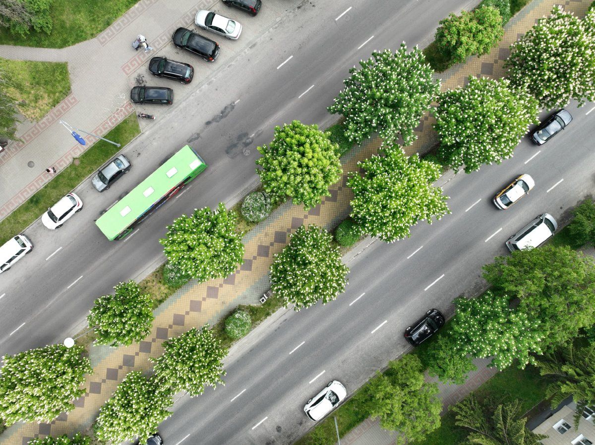 Посмотрите, как красиво цветут каштаны в Бресте