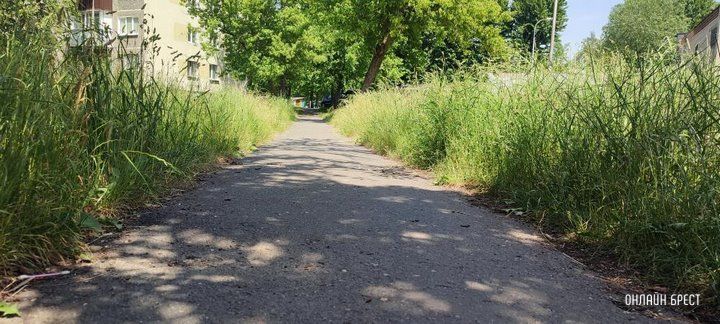 Читатель: Брест, ул. Я.Купалы. Вон какая трава вымахала