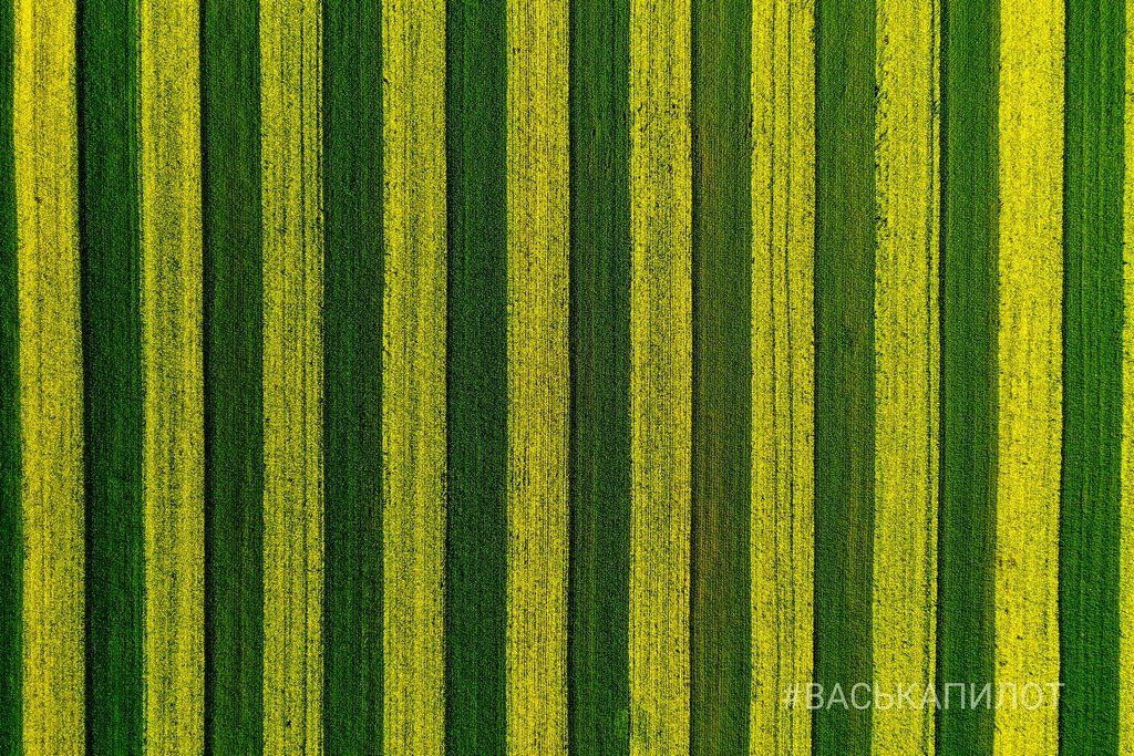 Так выглядит рапсовое поле в Брестской области