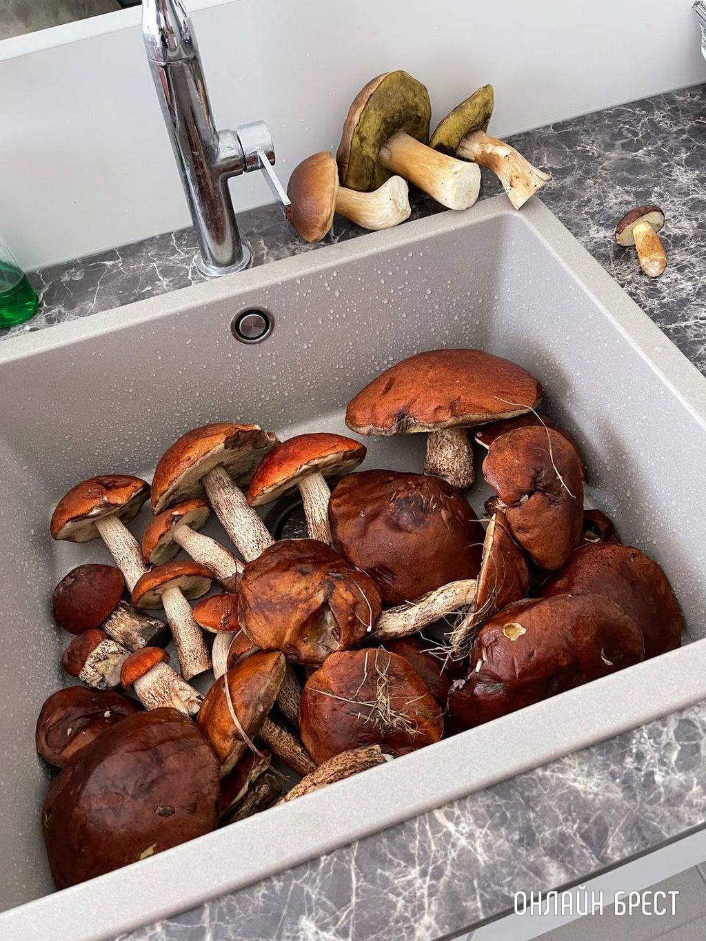 Брестчанин: Сходил в Бельгии в лес за грибами и вот что получилось :)