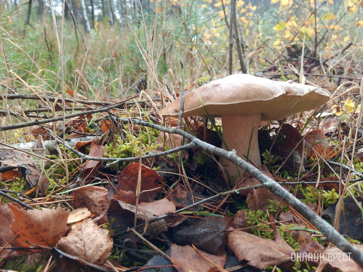 Читатель: Тихая охота удалась!