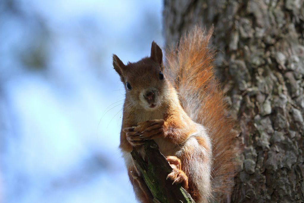 Читатель: В парке Воинов-интернационалистов много белок. Любят и выпрашивают орехи