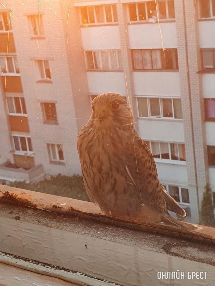 Cокол-пустельга! Вот такой красавец прилетел на карниз