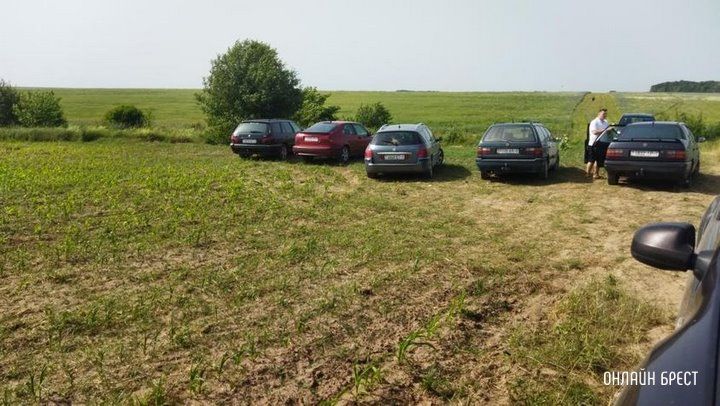 Читатель: Для любителей васильков