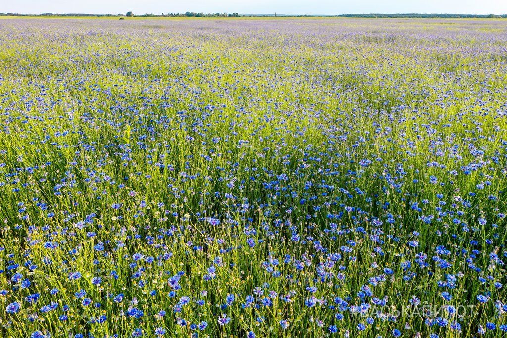 Читатель: Красивое поле Васильков под Брестом