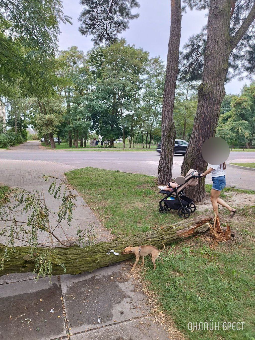Читатель: Брест, ул.Защитников Отечества, д.1. Уже несколько дней лежит дерево и мешает прохожим