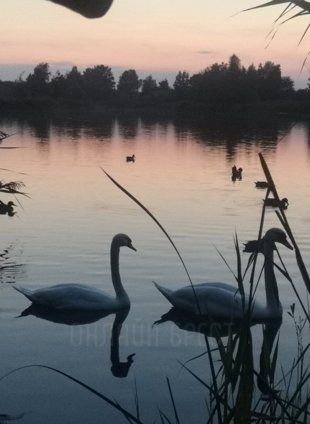 Читатель: Брест, Красный двор