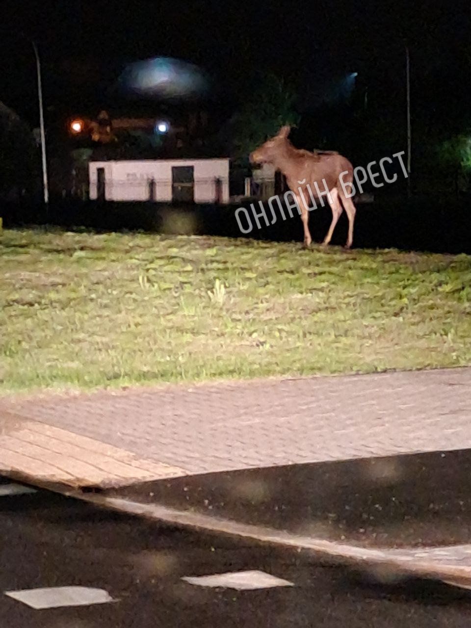 Читатель: В Бресте по улице Мытной гулял лось