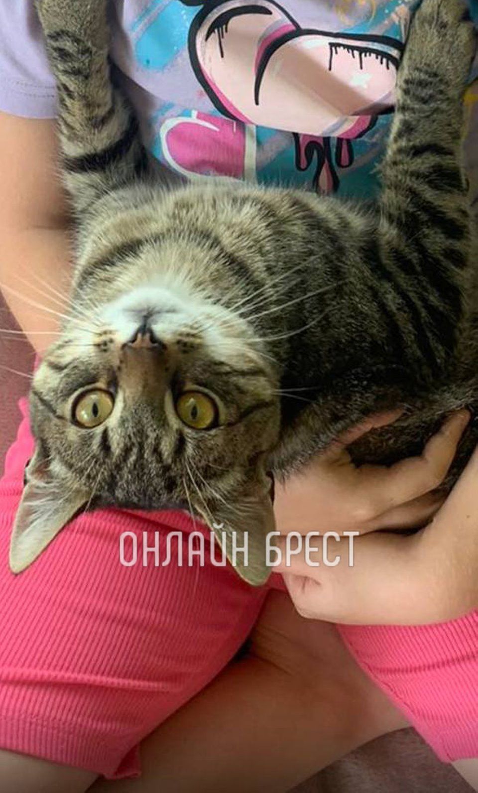 Читательница: Просто боль… Кот от дикой кошки, очень ласковый, жил на три дома. Его кто-то сбил и уехал