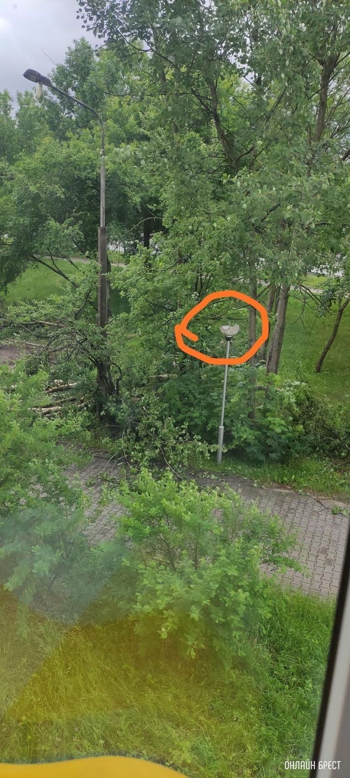 Брест ул. Молодогвардейская 2. За домом раньше стояли машины, теперь лежат деревья