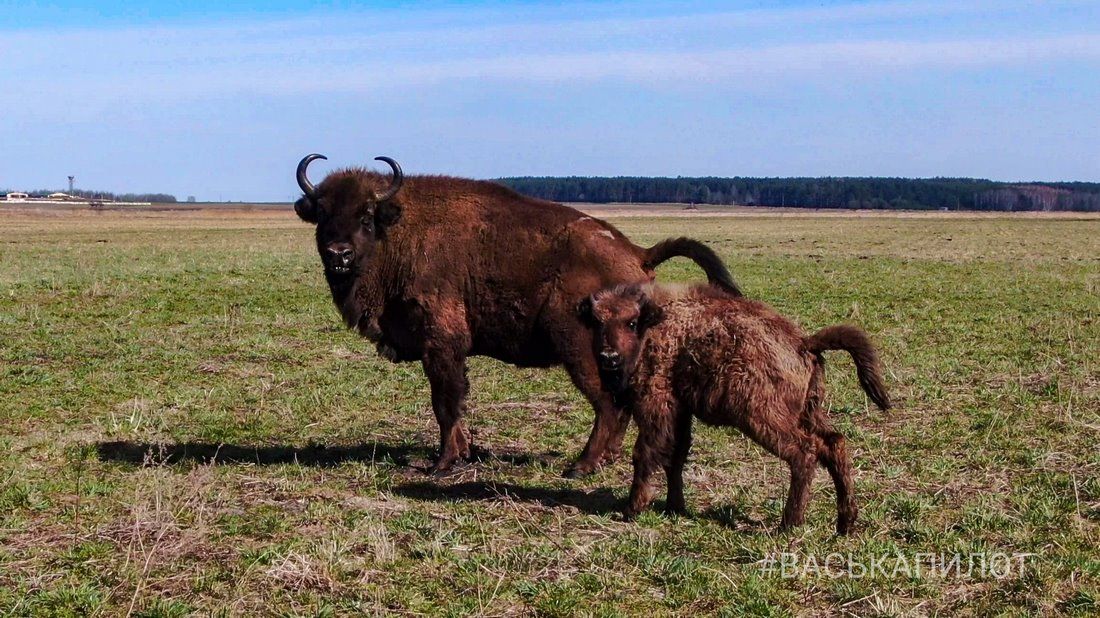 Большое стадо зубров в Беларуси попало в объектив камеры
