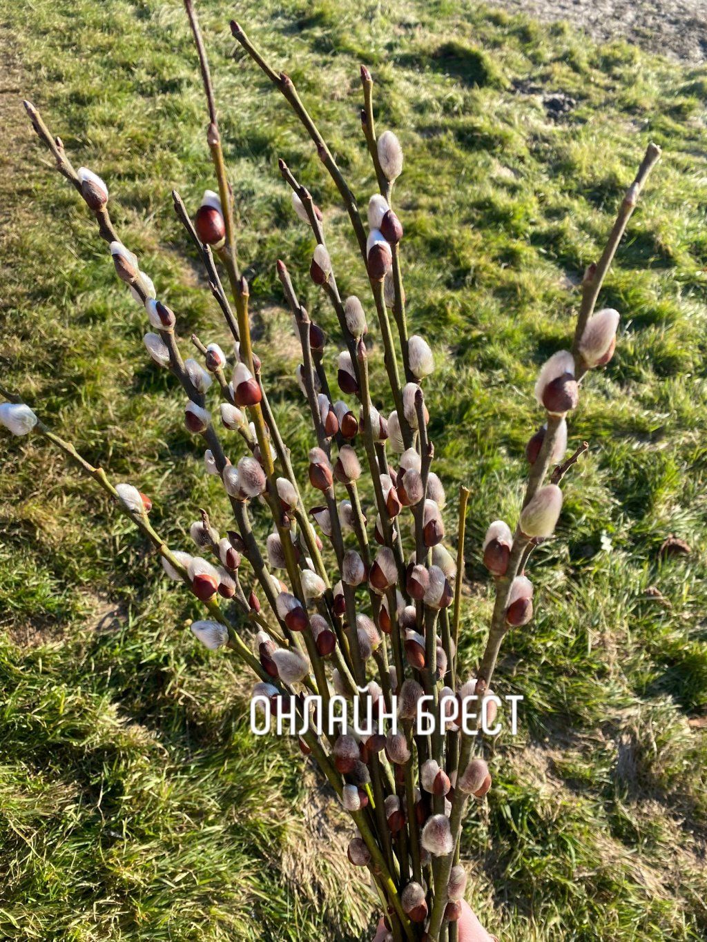 Читательница: Скоро весна! Возле Бреста уже распустились «котики»