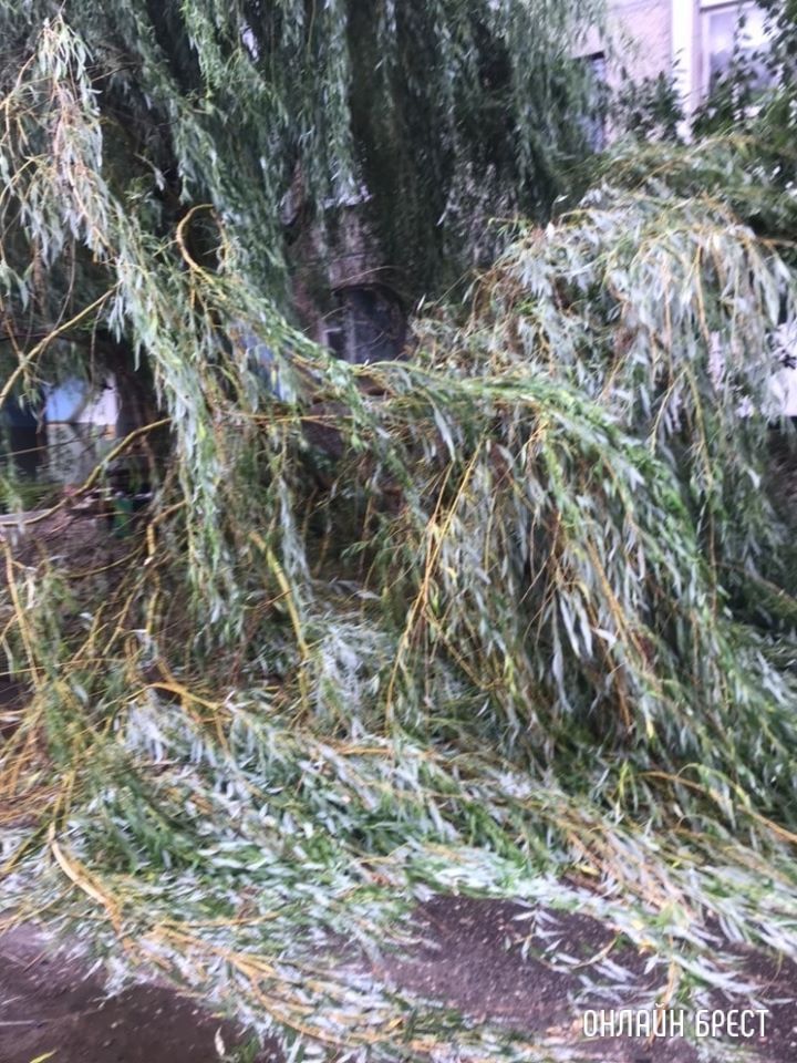 Вчера в Бресте на Октябрьской Революции сломалась большая ветка у дерева