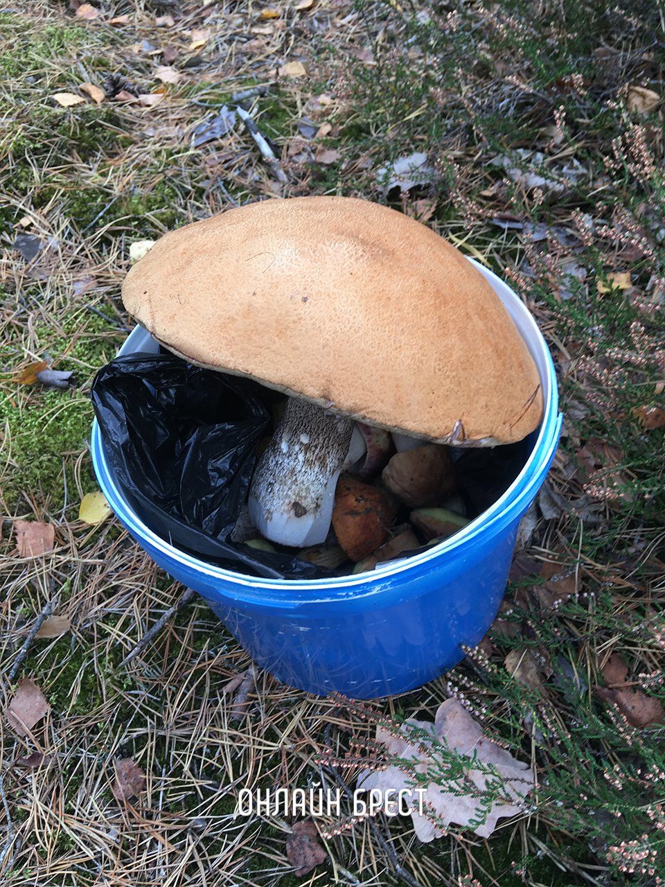 Наши читатели поделились с нами удивительным уловом грибов