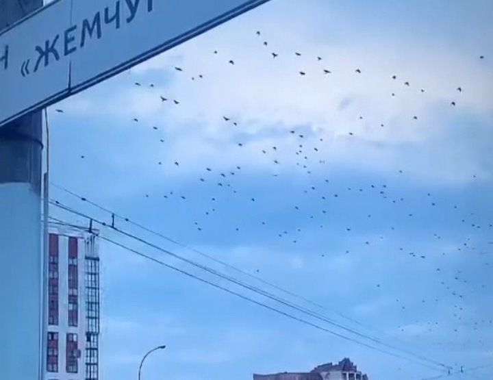 Читатель: Посмотрите, сколько птиц летели над Брестом. Видео
