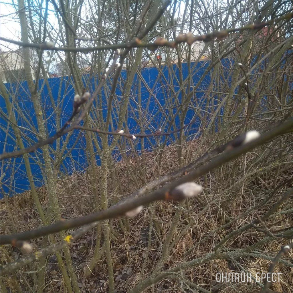 Читатель: Вот такая зима. В Брестской области в Белоозерске зацвели «котики»
