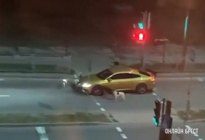 Читатель: Собаки кидаются на машины и людей. Брест, ул. Л.Рябцева