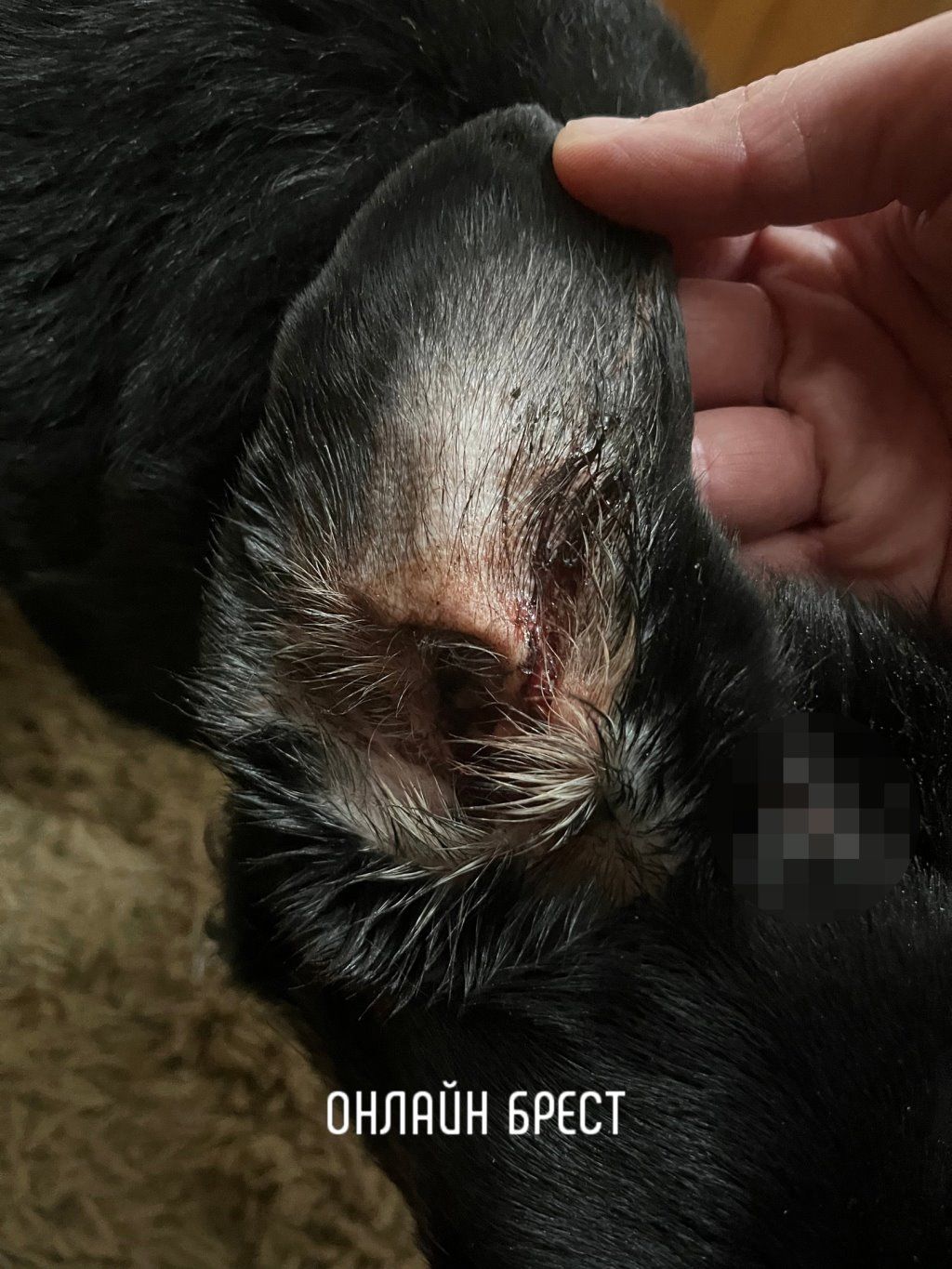 Читательница: Напала собака... Случай в Бресте