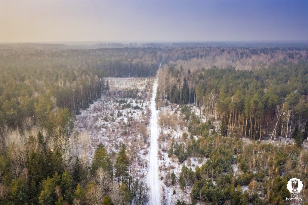 Зубры, снег и бескрайние леса – смотрите зимние фото Беловежской пущи