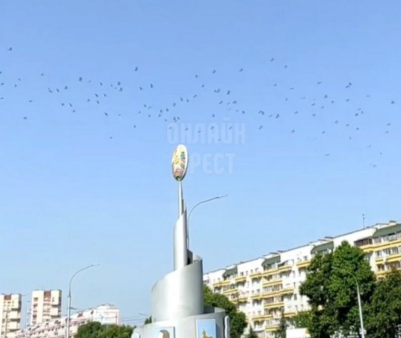 Читательница: Посмотрите, сколько аистов сегодня летело над Брестом